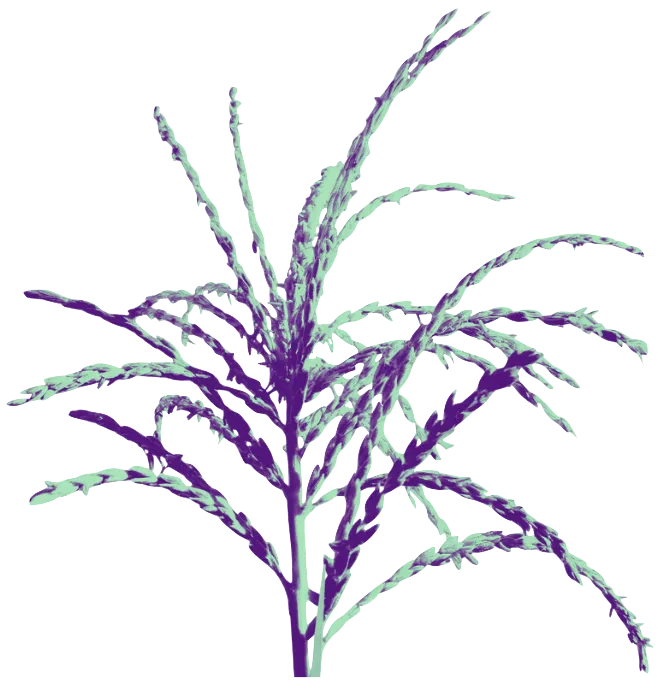 Corn tassel detail - The 2024 Mesoamerica Meetings Corn tassel detail - The 2024 Mesoamerica Meetings