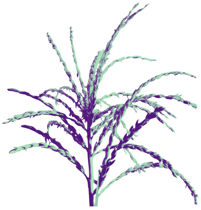 Corn tassel detail - The 2024 Mesoamerica Meetings Corn tassel detail - The 2024 Mesoamerica Meetings