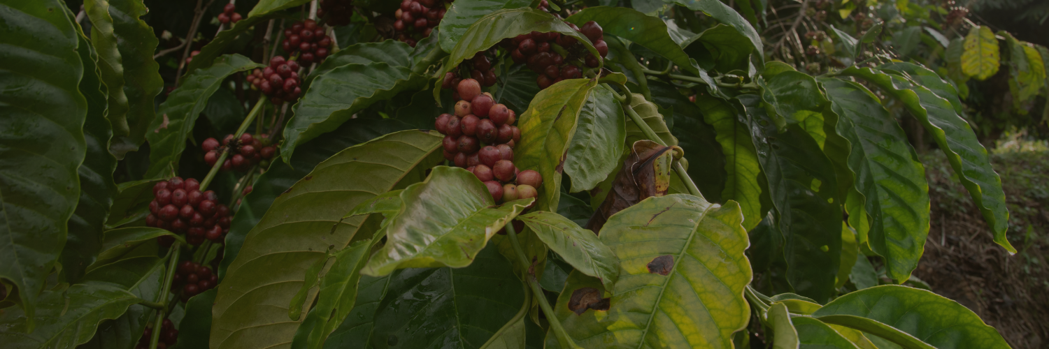 Chiapas coffee plants